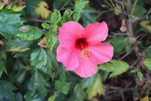 扶桑花