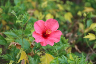 扶桑花