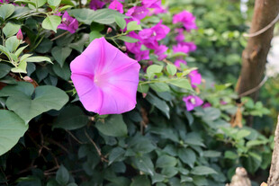 牵牛花