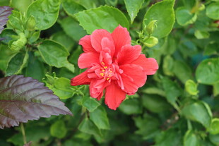 扶桑花
