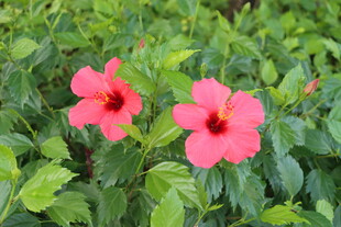 扶桑花