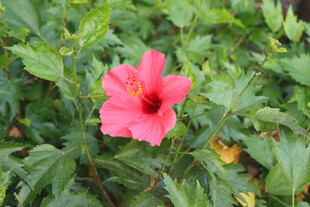 扶桑花