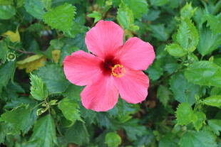扶桑花