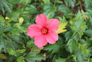 扶桑花