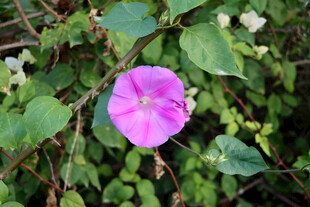 牵牛花