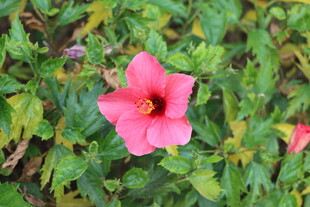 扶桑花