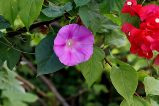 牵牛花