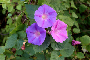 牵牛花