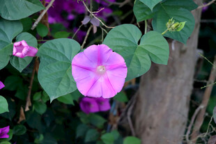 牵牛花