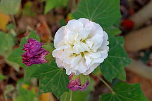 木芙蓉