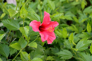 扶桑花
