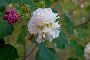 白色木芙蓉花