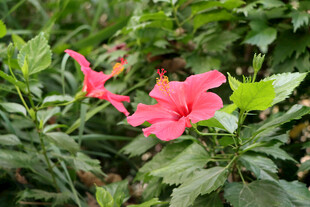 扶桑花