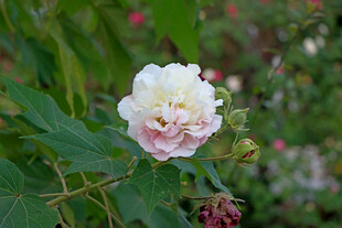 木芙蓉