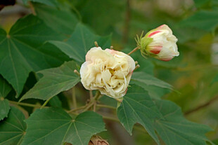 木芙蓉