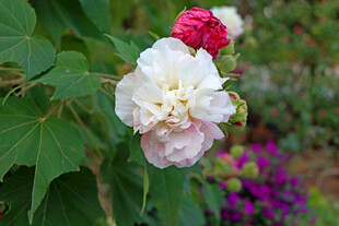 木芙蓉