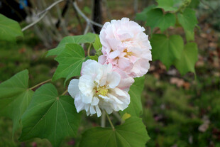 白色木芙蓉花
