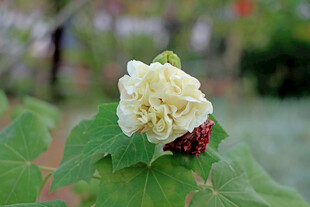 白色木芙蓉花