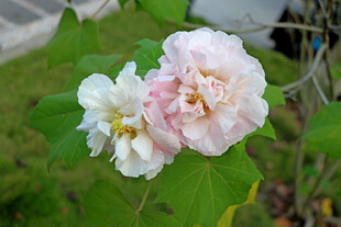 木芙蓉
