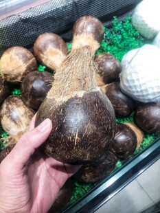椰子