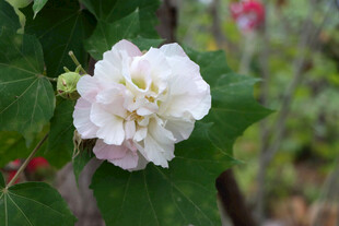 木芙蓉