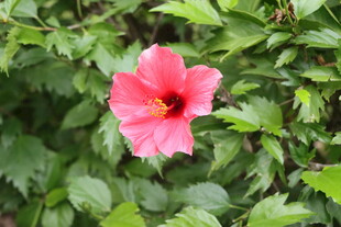 扶桑花