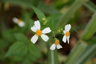 野菊花