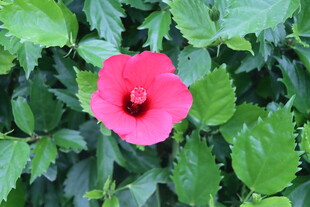 扶桑花