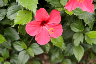 扶桑花
