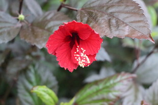 扶桑花