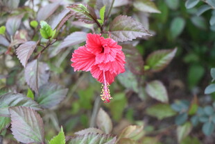 扶桑花