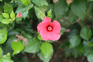 扶桑花
