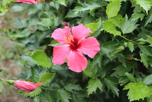 扶桑花