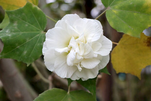 白色木芙蓉花