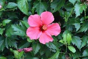 扶桑花