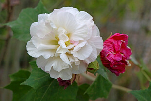 白色木芙蓉花