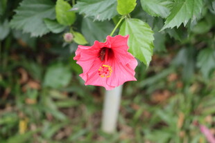 扶桑花