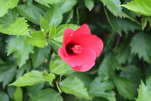 扶桑花