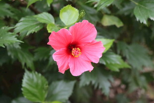 扶桑花
