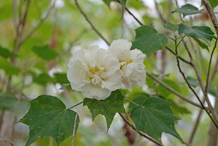 白色木芙蓉花