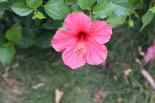 扶桑花