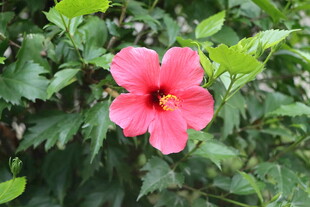 扶桑花