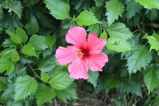 扶桑花
