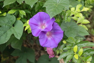 牵牛花 
