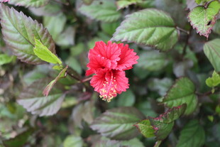 扶桑花
