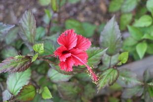 扶桑花