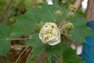 白色木芙蓉花 