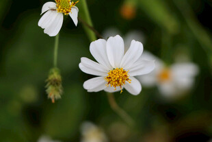 野菊花