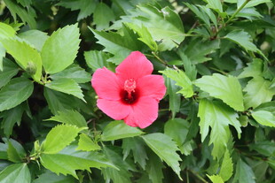 扶桑花