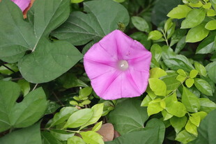 牵牛花